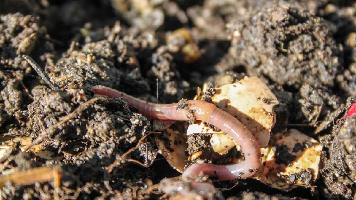 Vermiculture Worm in Compost Bin