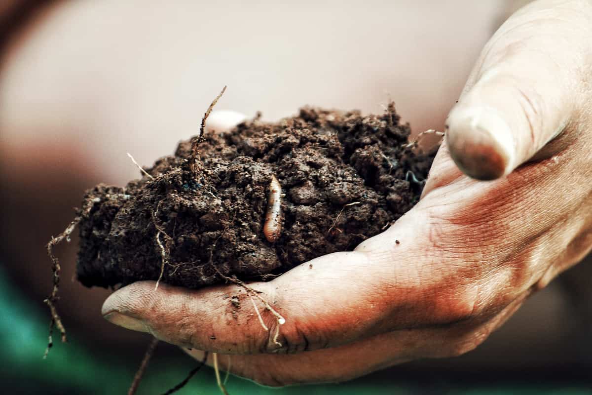 Soil with Worms and Roots