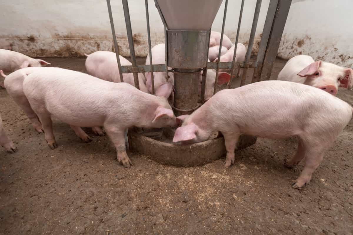 Starting a Pig Farm in Kenya