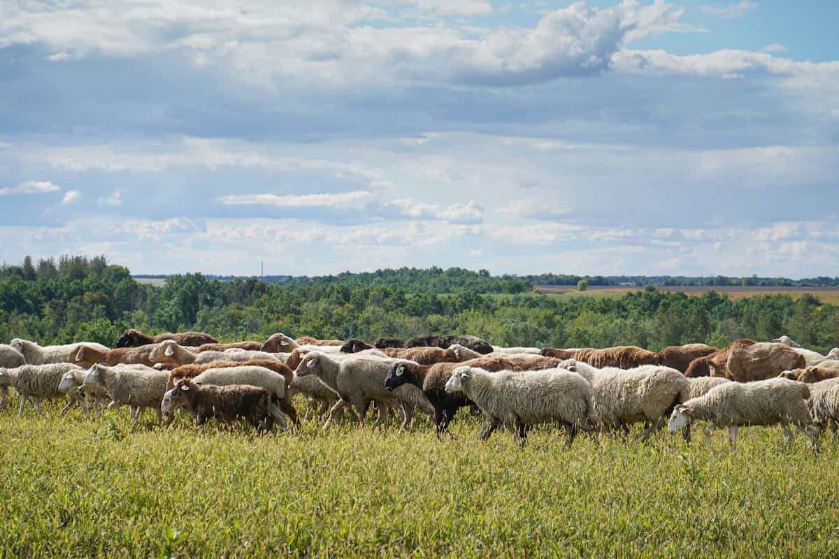 Sheep Farming in Bangladesh