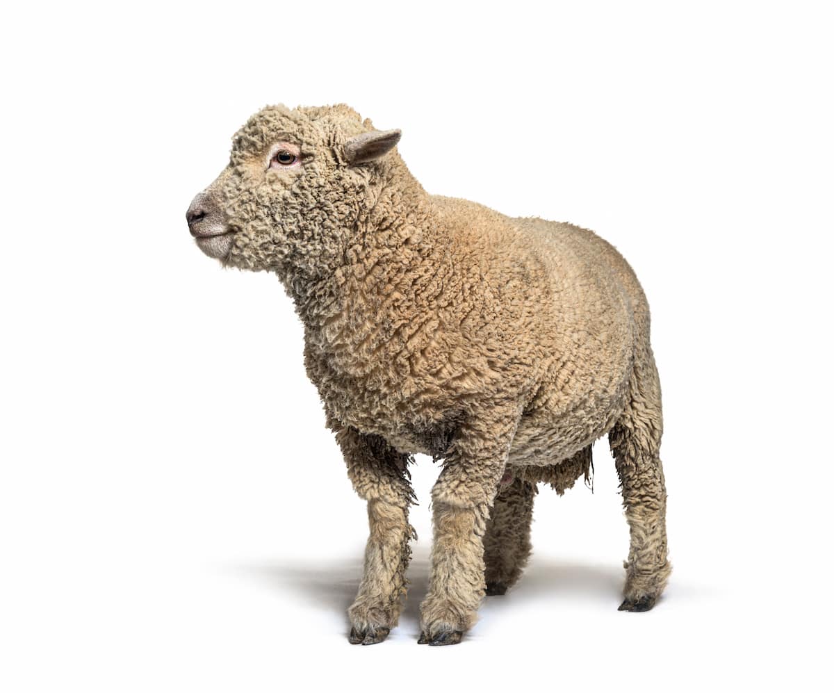 Southdown Sheep Breed