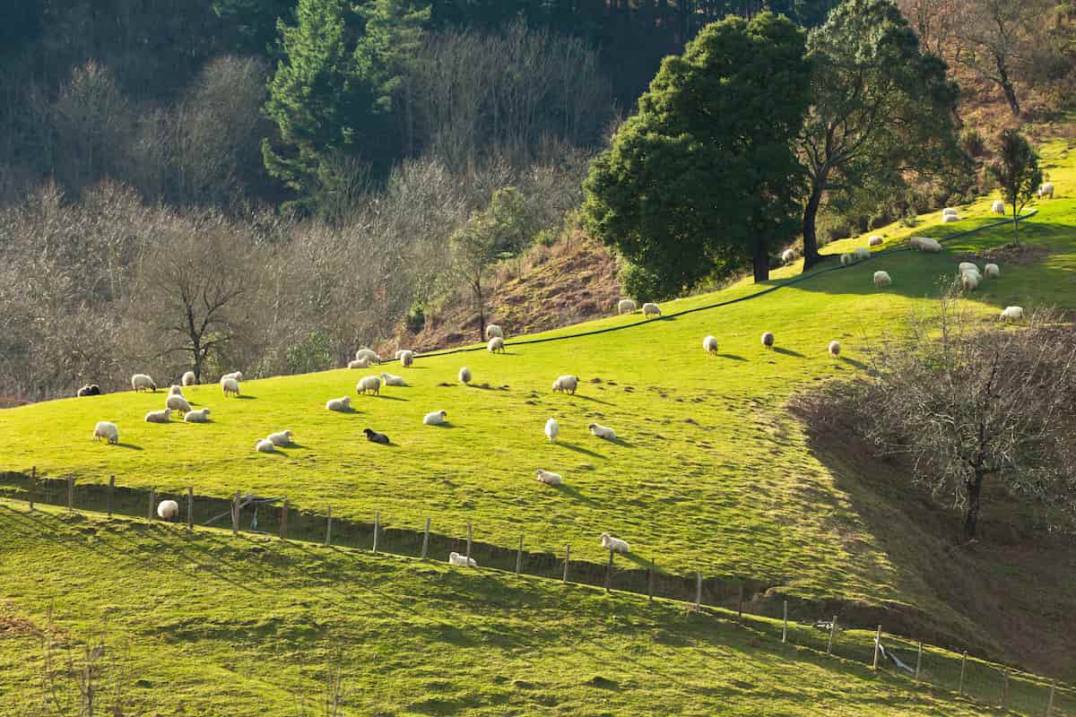 Sheep on The Hillside