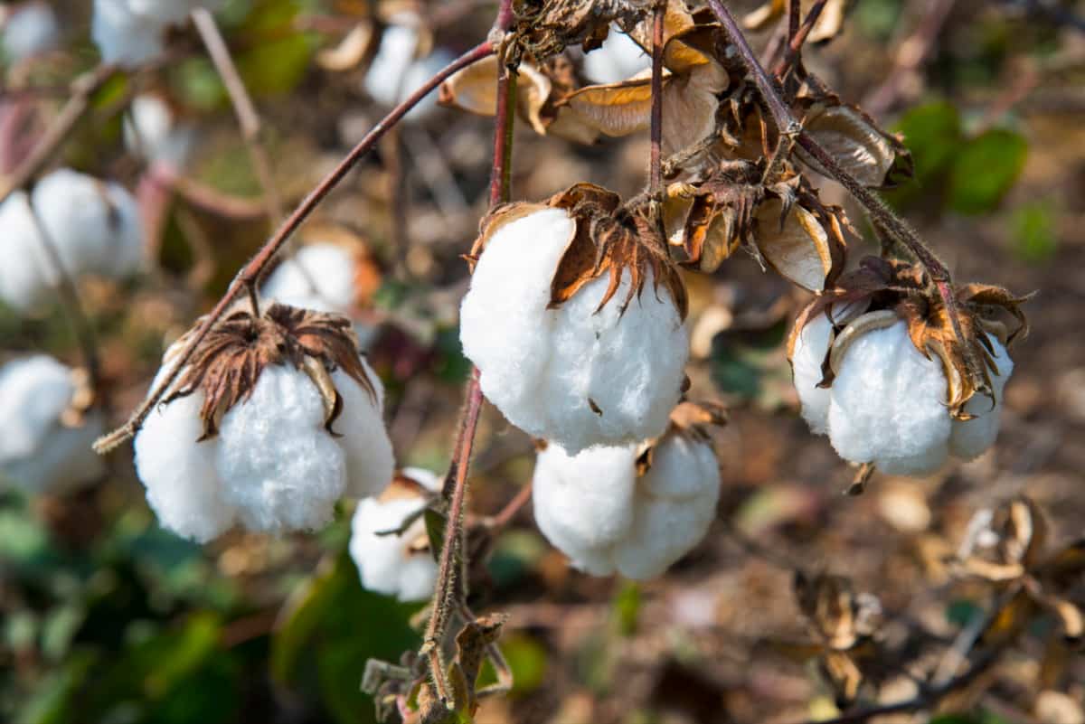 Sucking Pest Control in Cotton Crop