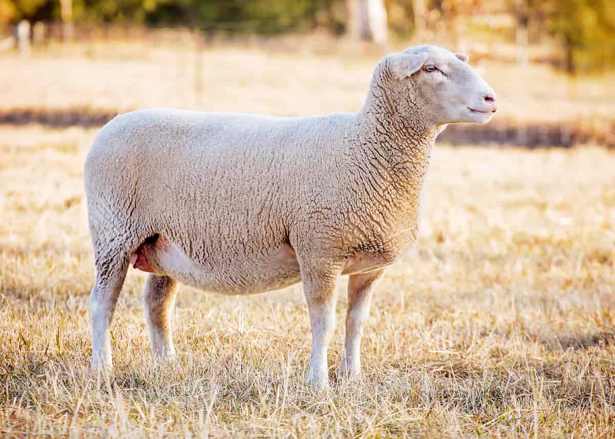 Suffolk Sheep Facts
