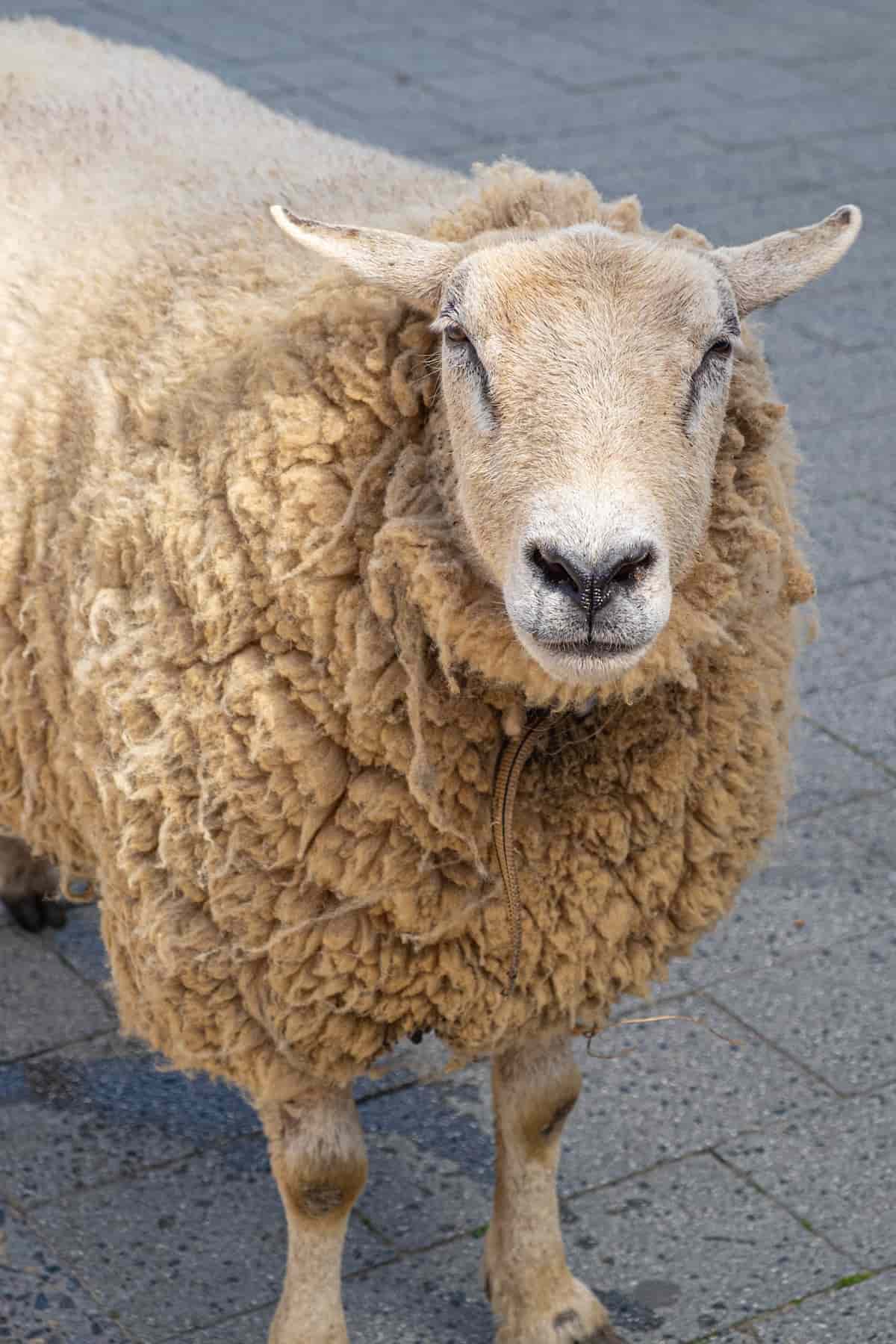 Texel Sheep Facts
