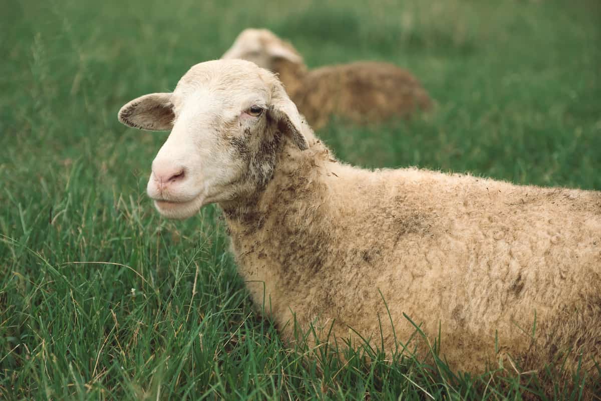 Sheep in Farm