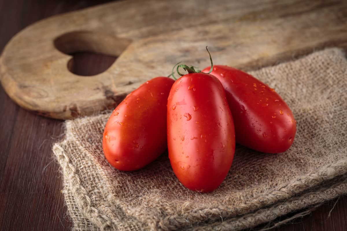 Tomato Farming in Italy
