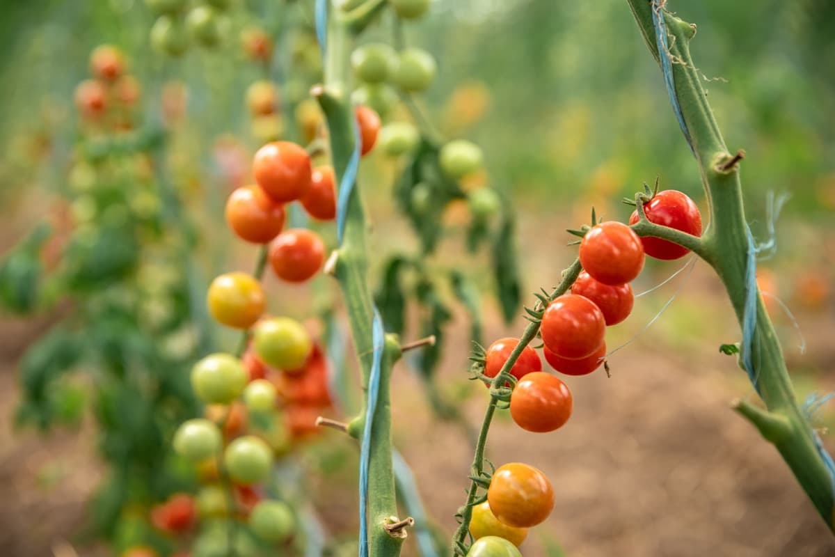 Tomato Farming in Mexico