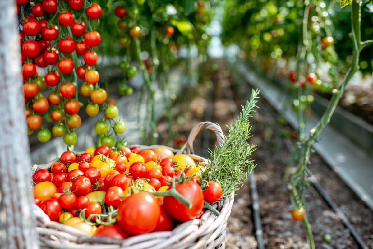 Tomato Harvesting