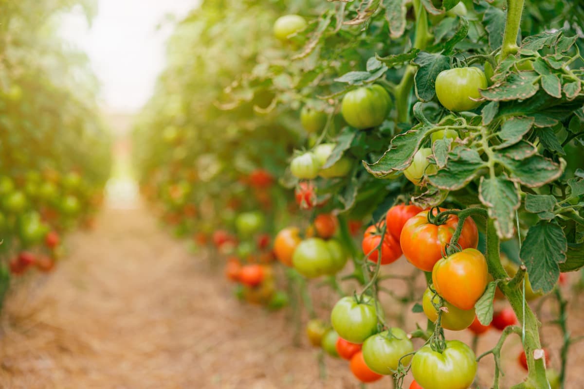 Tomato Farming in Spain