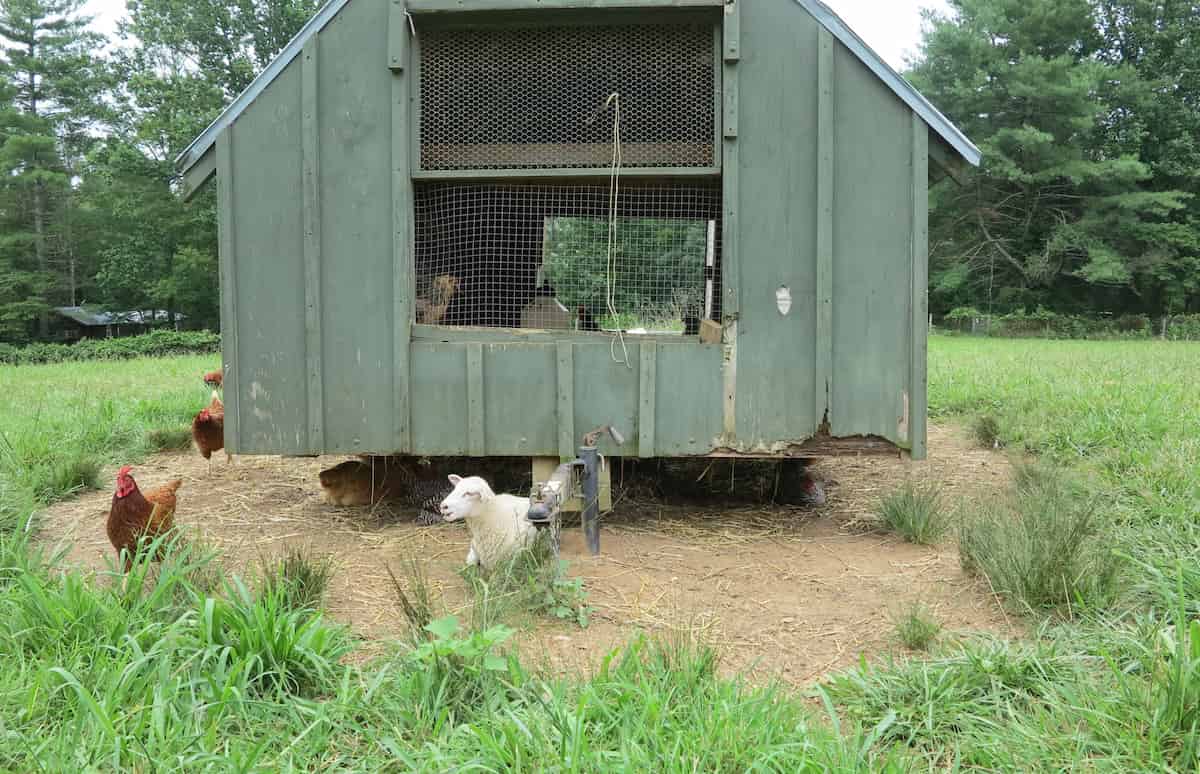 Raised Chicken Coop House