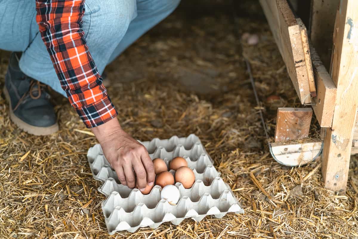 Farmer Picking Up Eggs