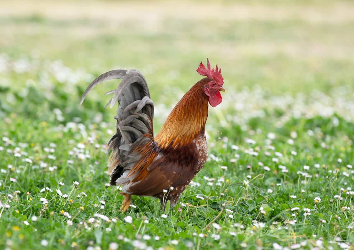 Ultimate Guide to Serama Chicken Breed