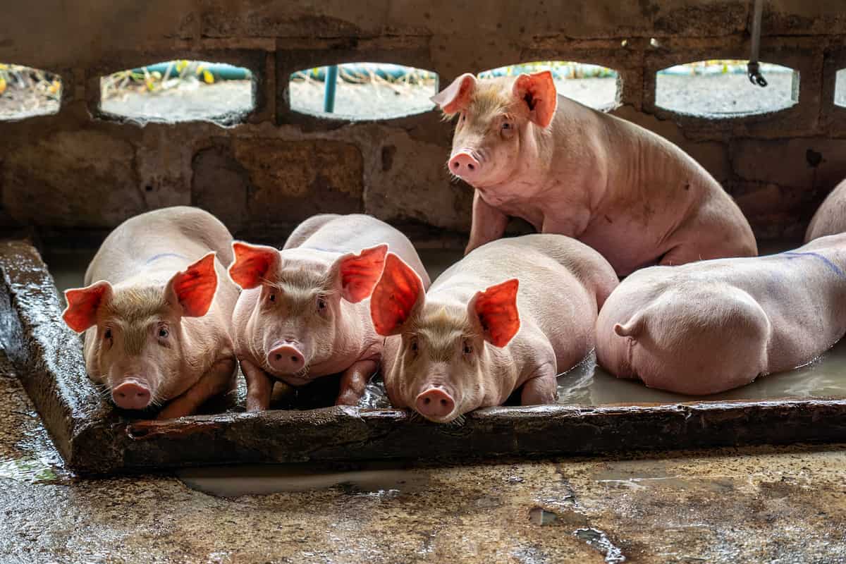 Pig Industry