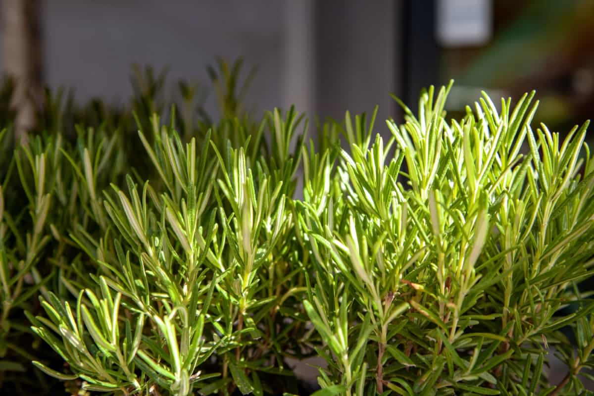 10 Causes of a Dying Rosemary Plant