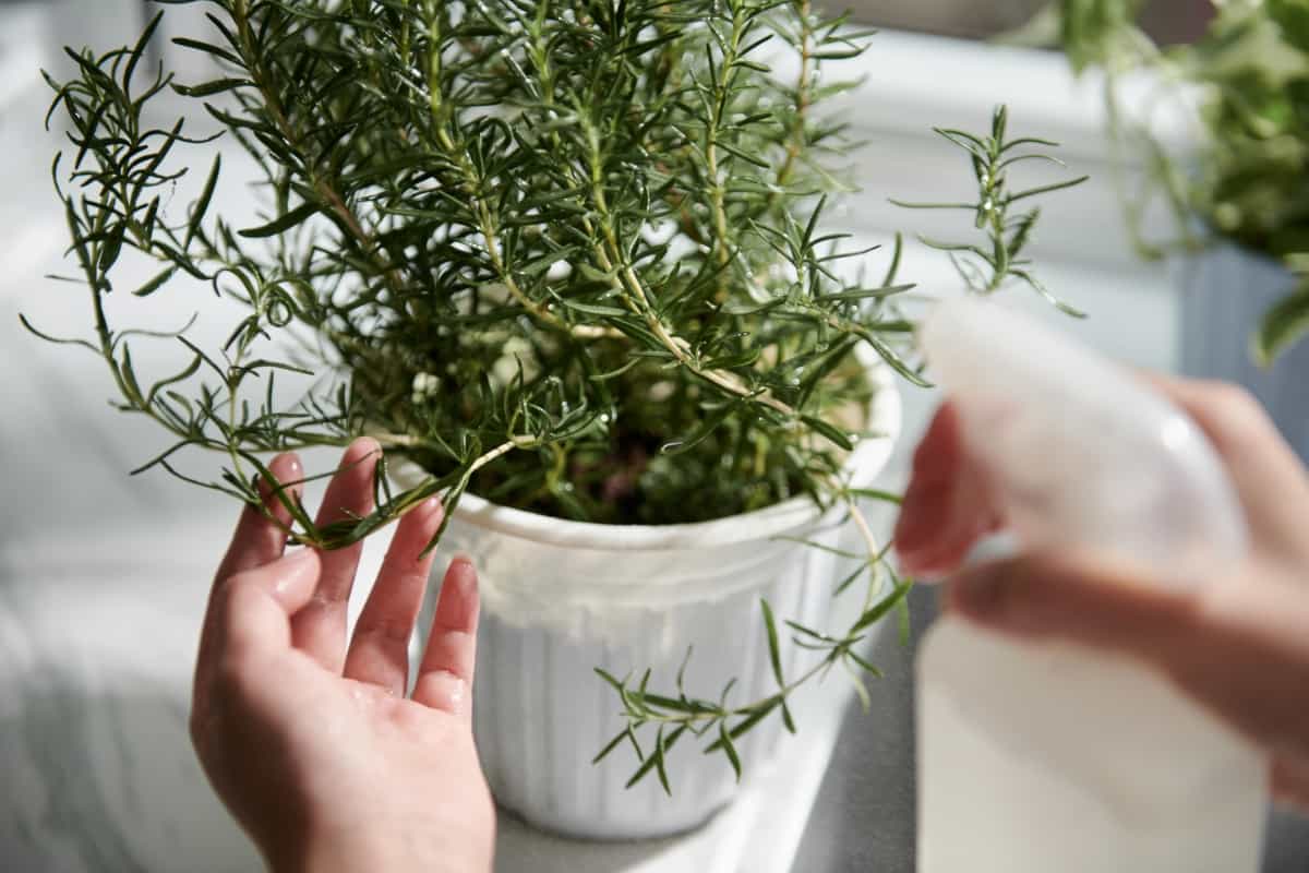 Spraying and Watering Rosemary Plant