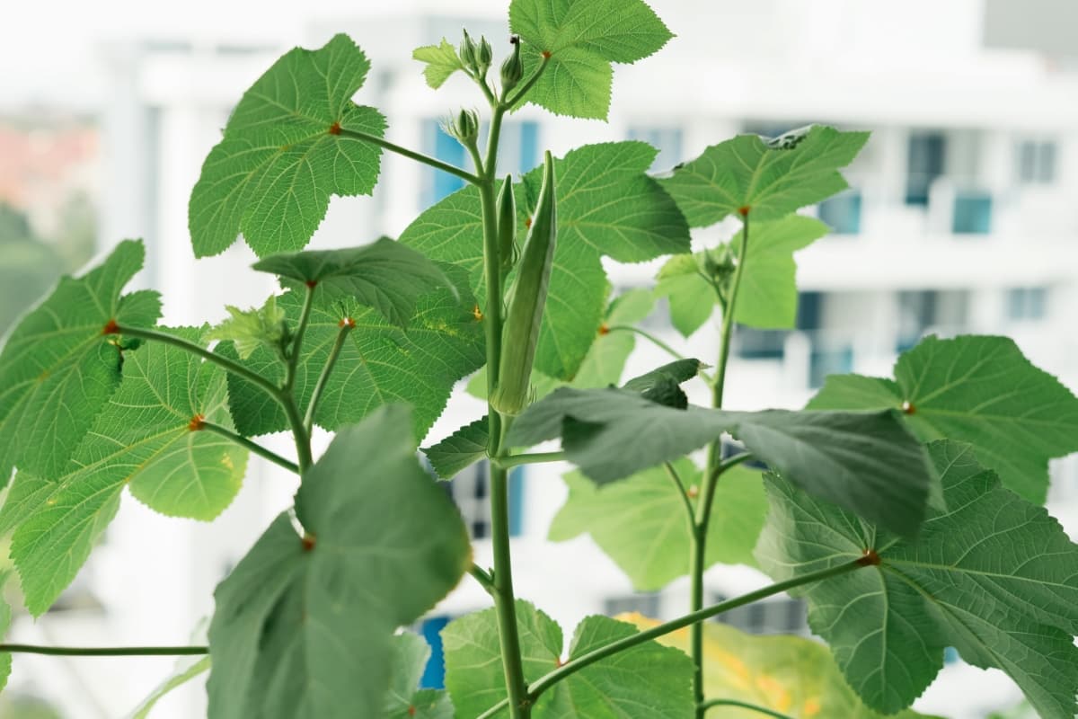 6 Causes of Dying Okra Plant