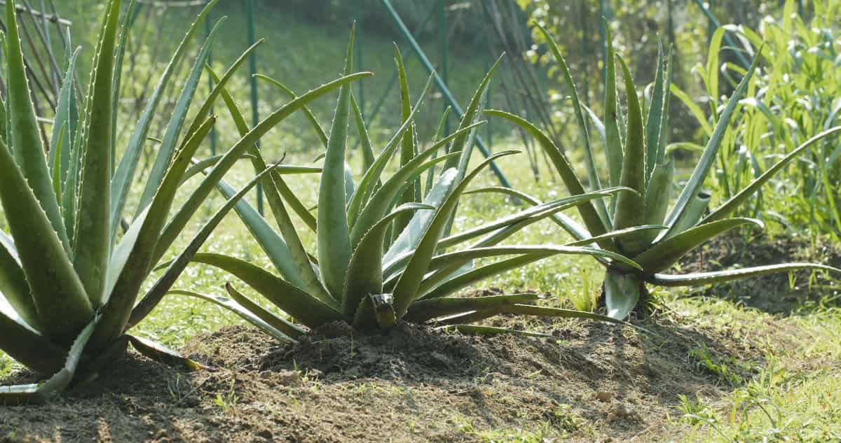 7 Causes of Dying Aloe Vera
