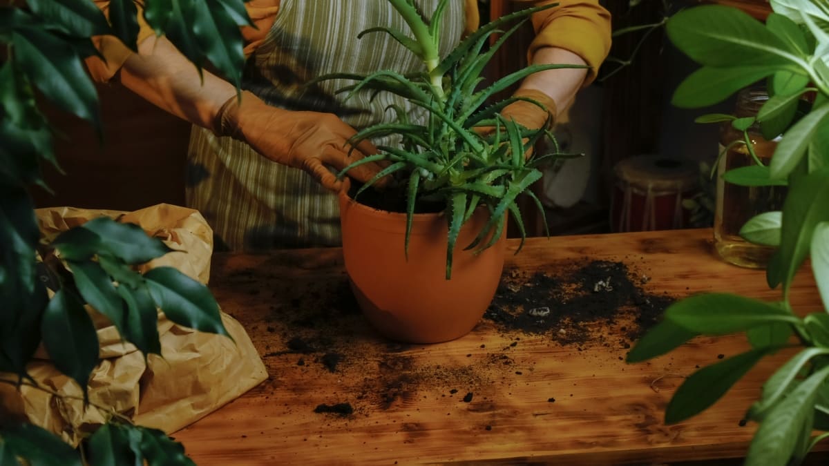 Replanting Aloe Vera Indoor Plant