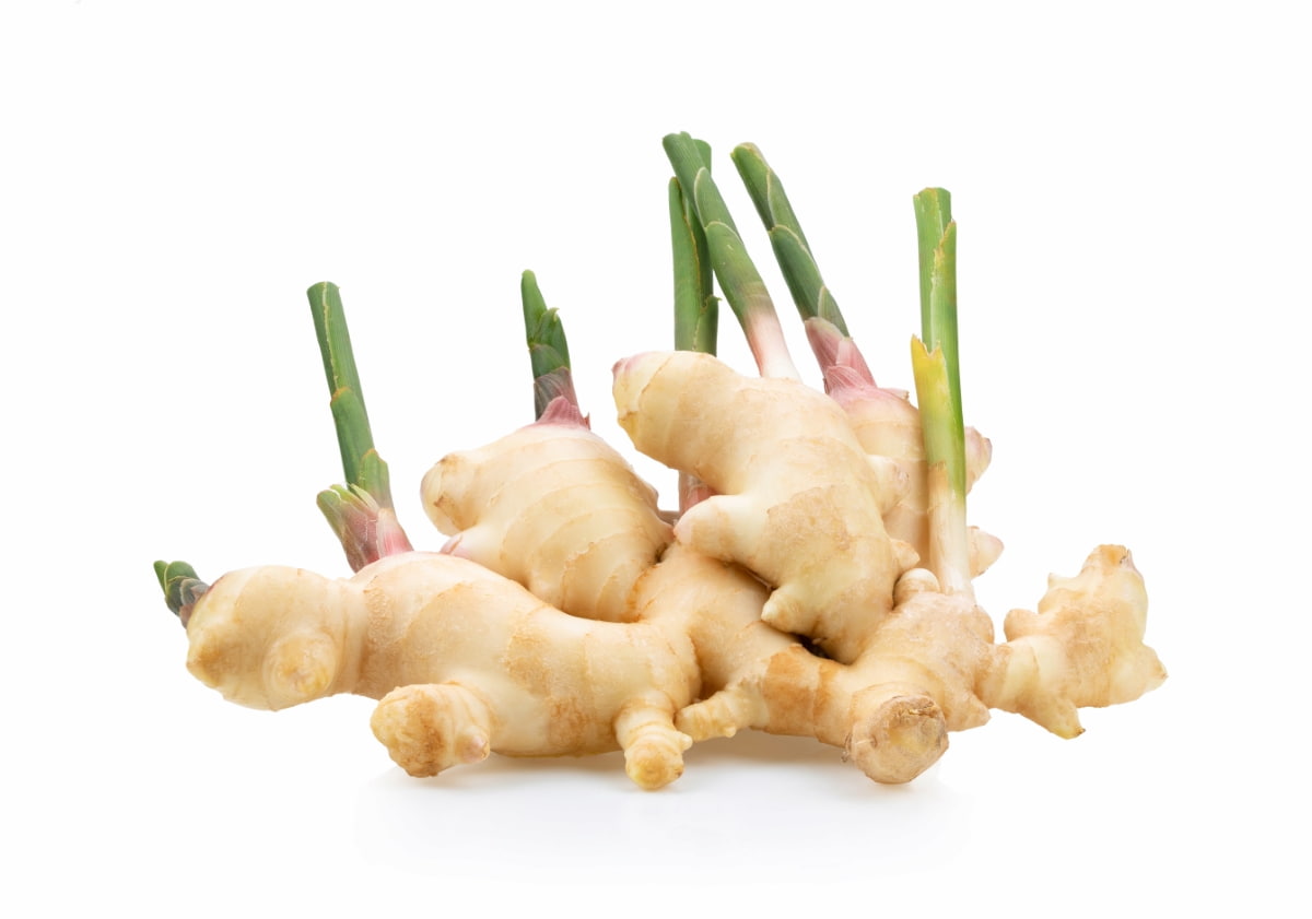 7 Causes of Dying Ginger Plant

