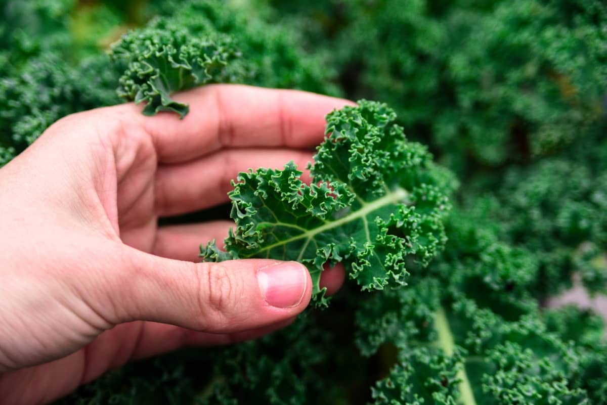 7 Causes of Dying Kale