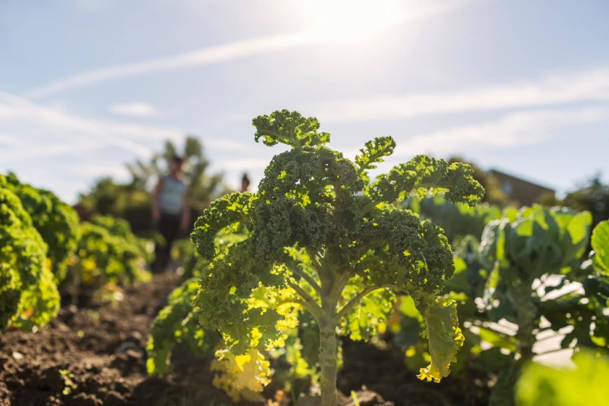 Kale Growing in Field