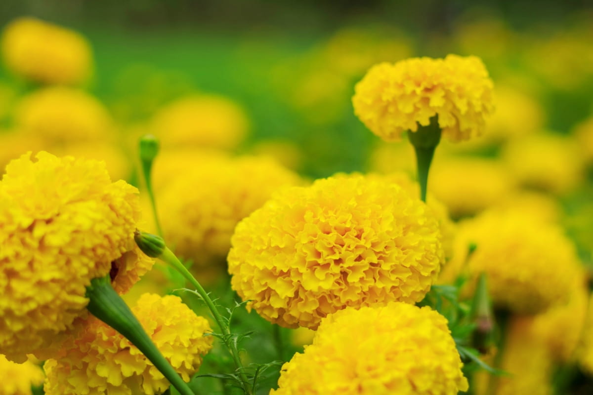 7 Causes of Dying Marigolds