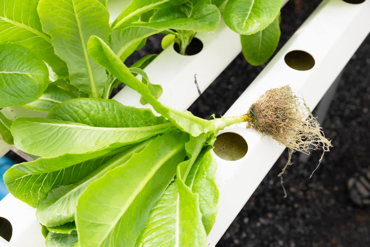 7 Causes of Dying Plants in Hydroponics