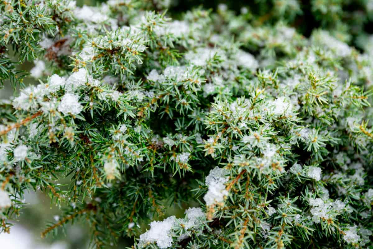 7 Causes of Dying Plants in Winter