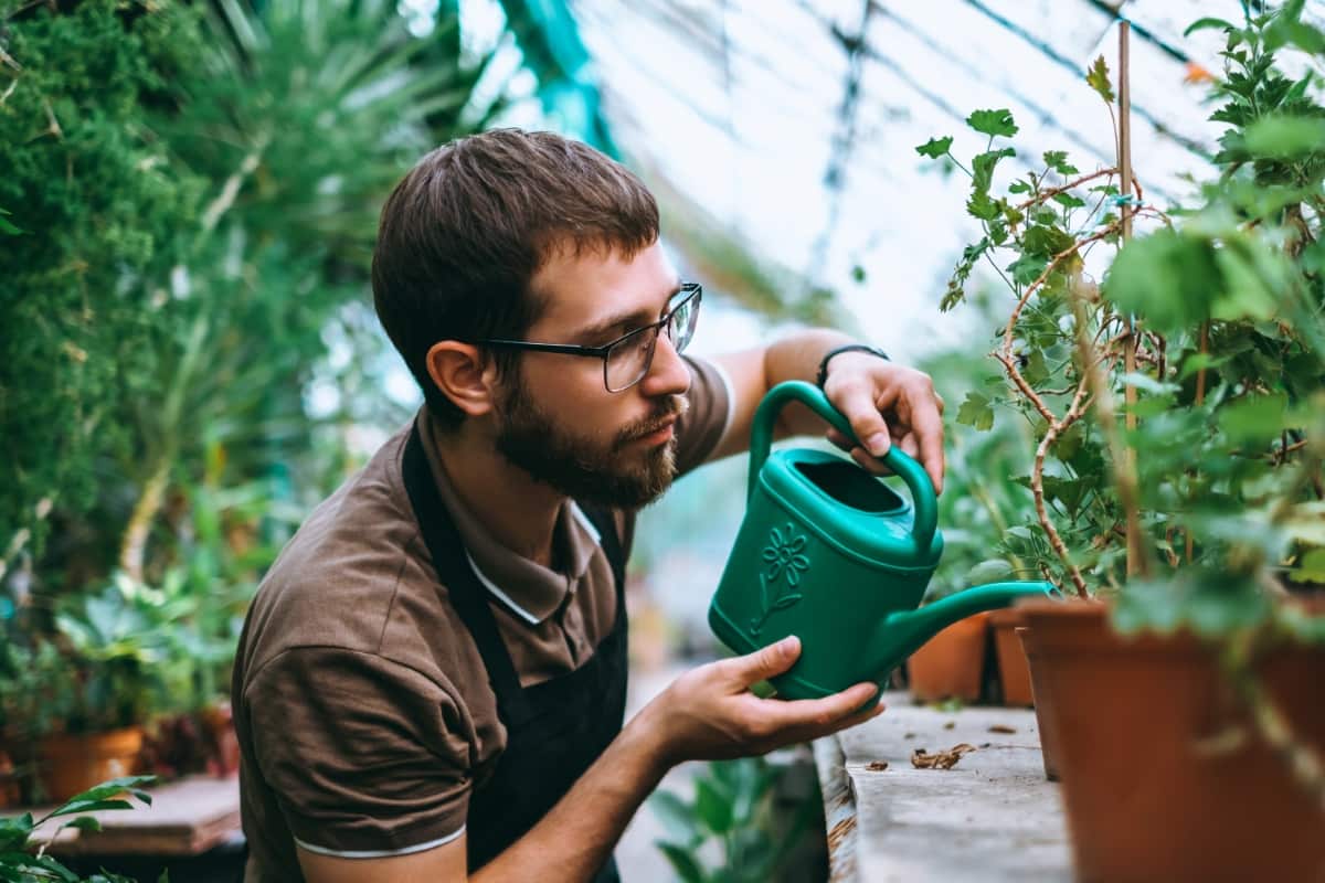 Gardener Watering Potted Houseplant