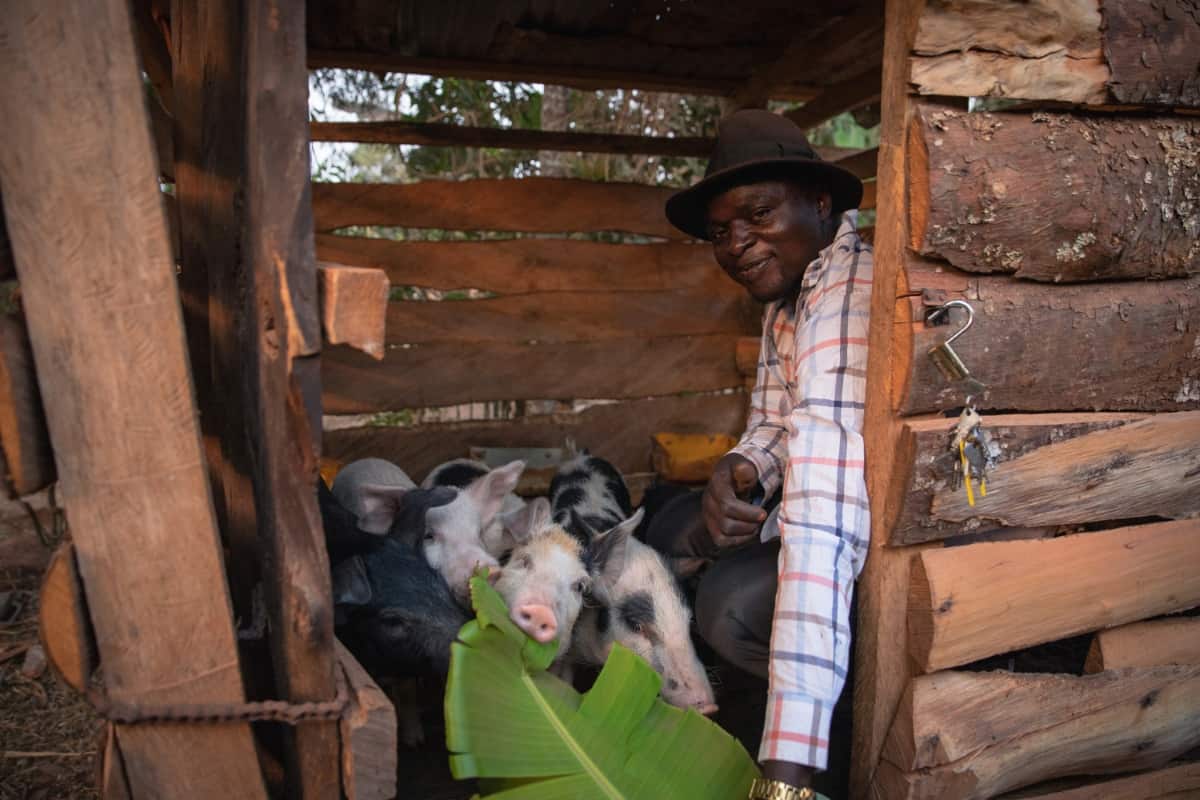 Africa Pig Farming Business Plan