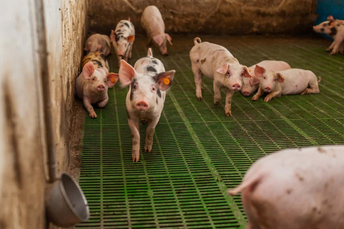 Asia Pig Farming Business Plan