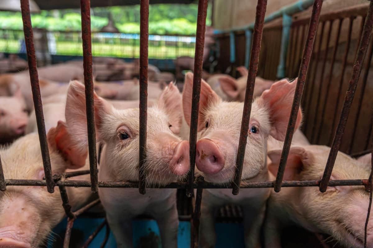 Australia Pig Farming Business Plan