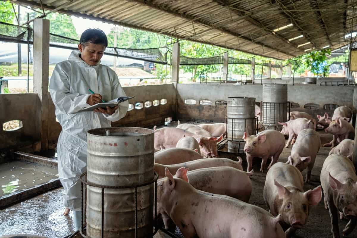 Veterinarian Working in Pig Farm
