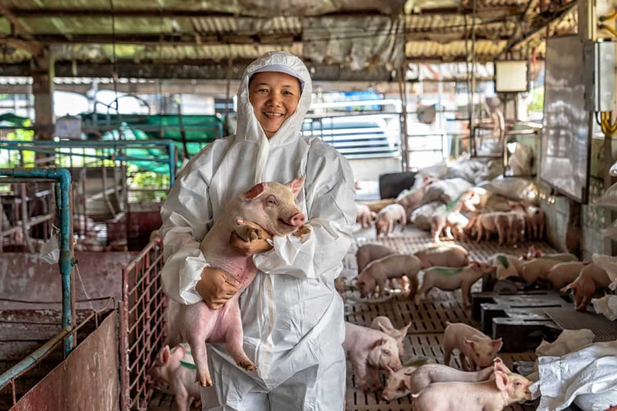 Veterinarian Holding Pig