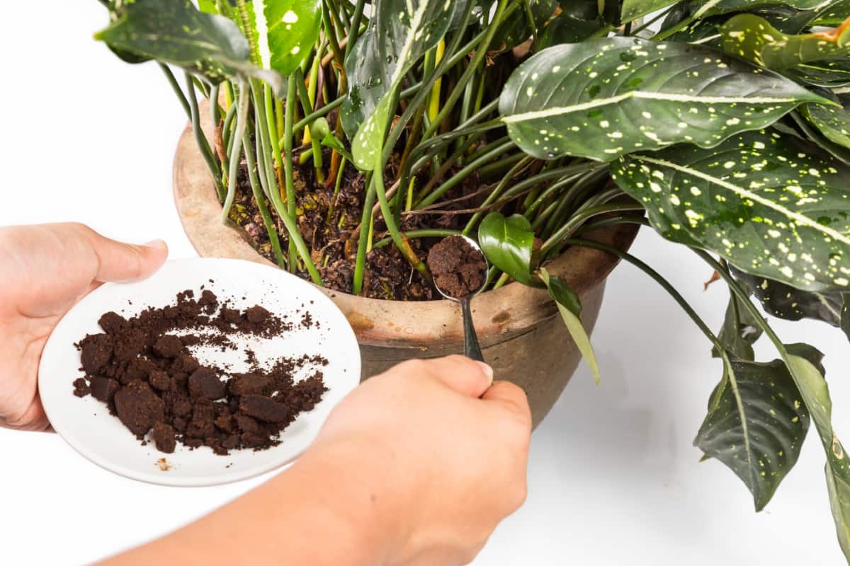 Adding Spent Coffee Grounds onto Plants