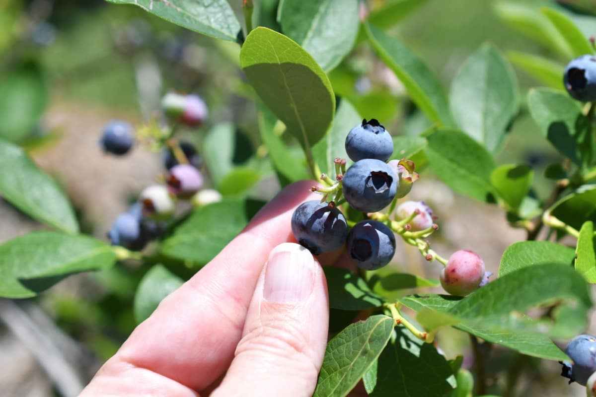 Best Fertilizer for Blueberries
