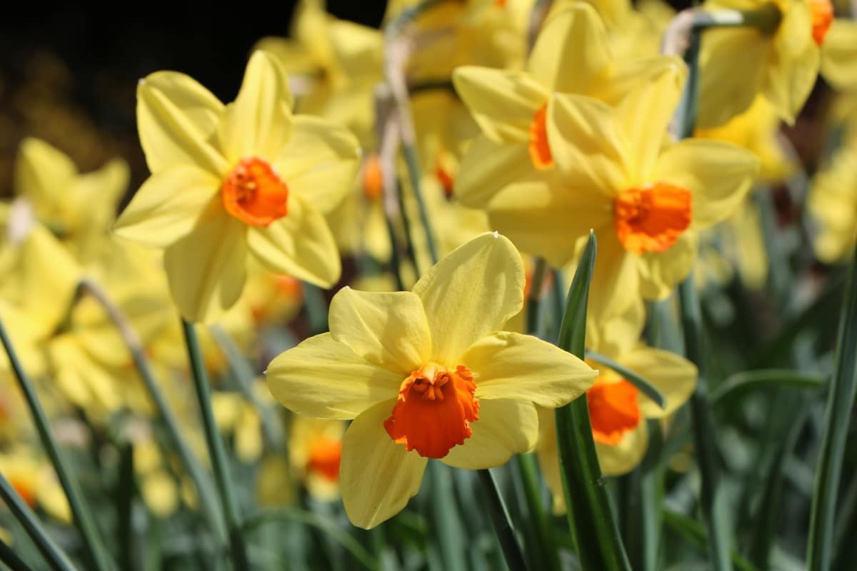 Best Fertilizer for Daffodil