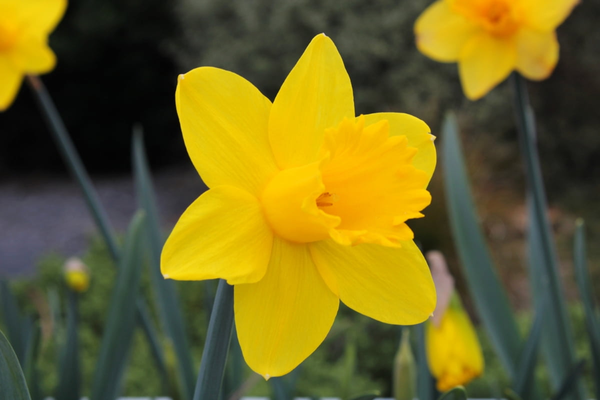 The Best Fertilizer for Daffodil: When and How to Apply