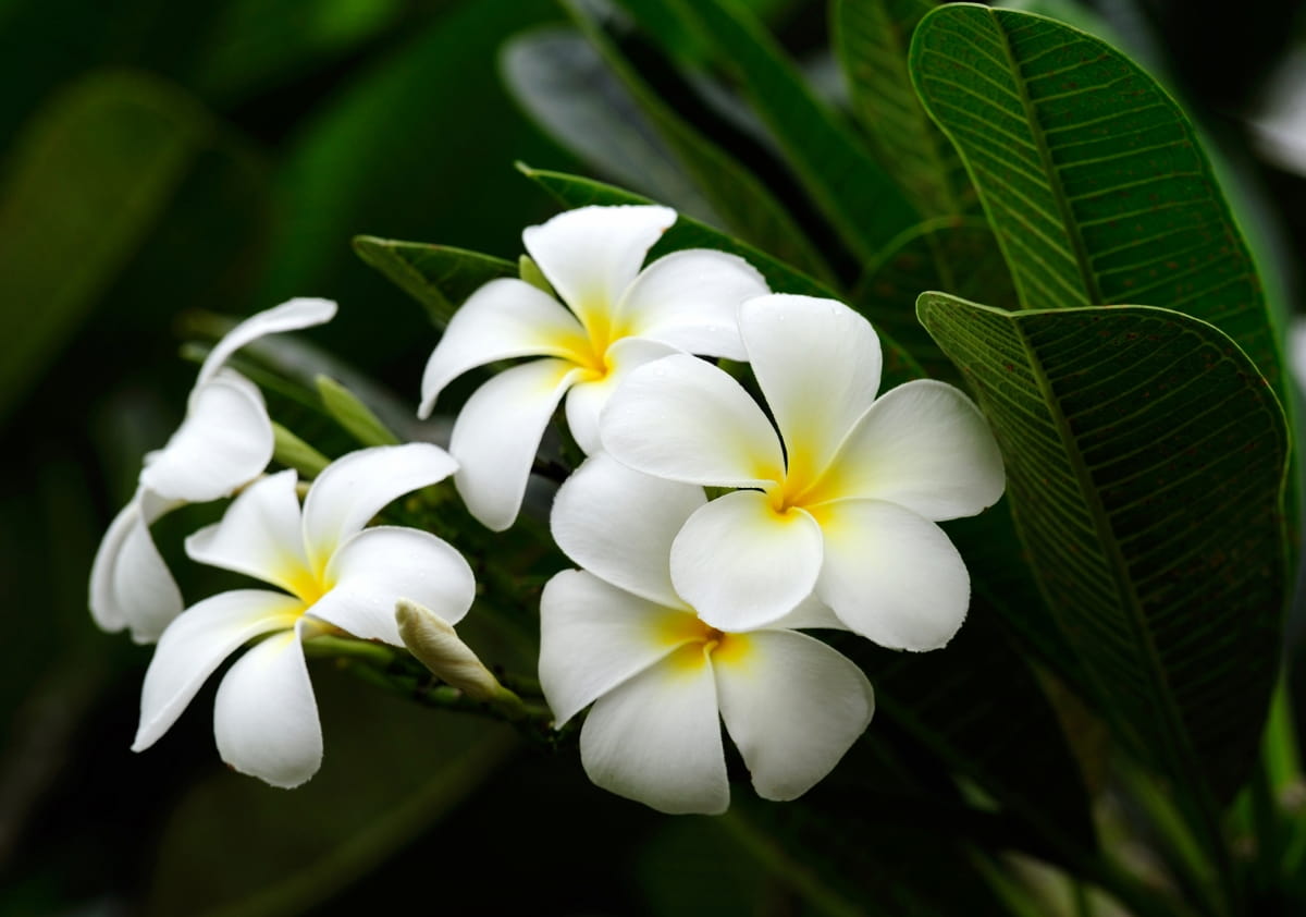 The Best Fertilizer for Frangipani/Plumeria: When and How to Apply