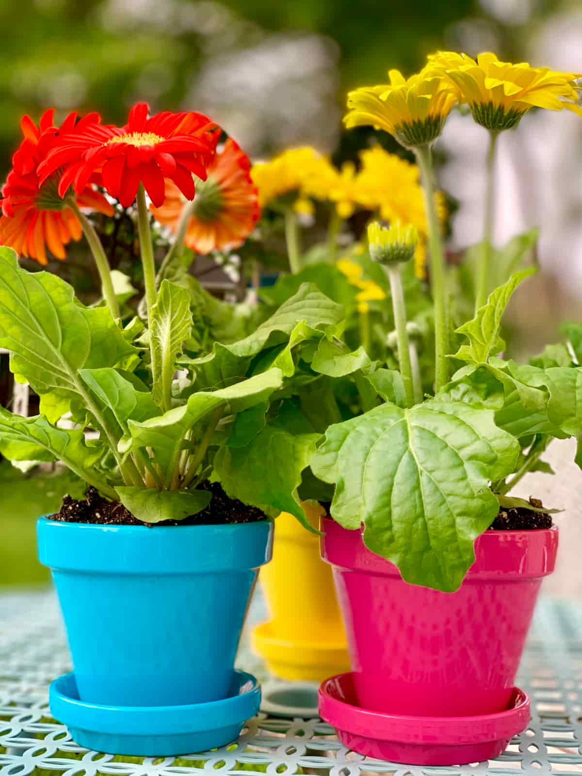 Flowerpots with Gerbera Daisies