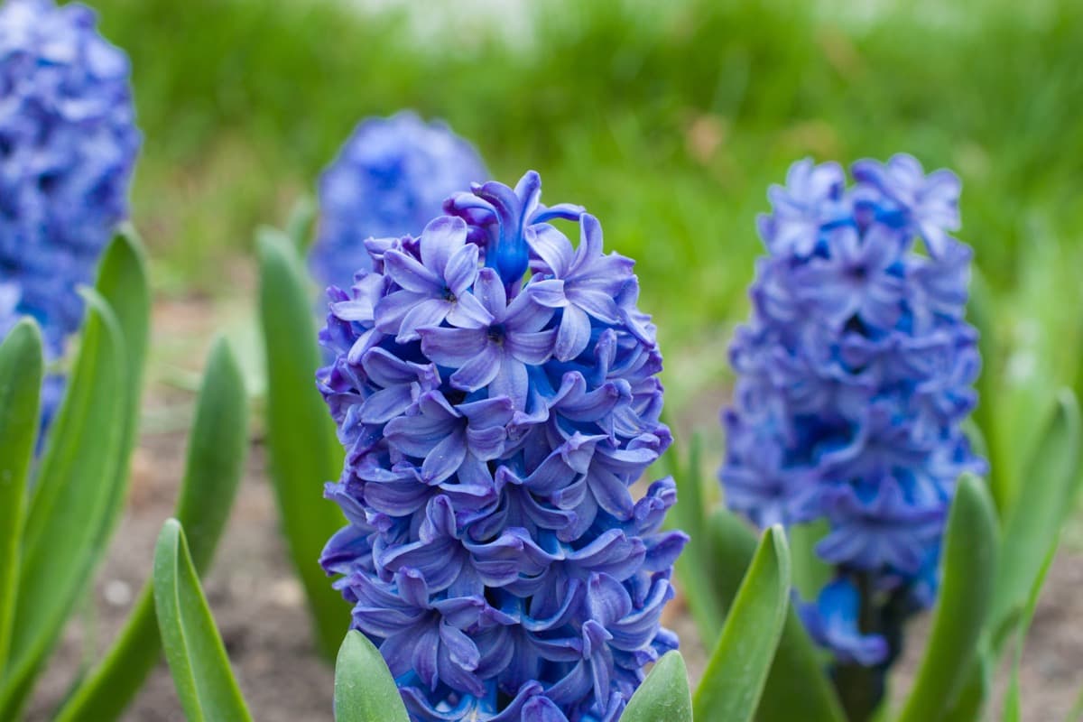 Best Fertilizer for Hyacinth