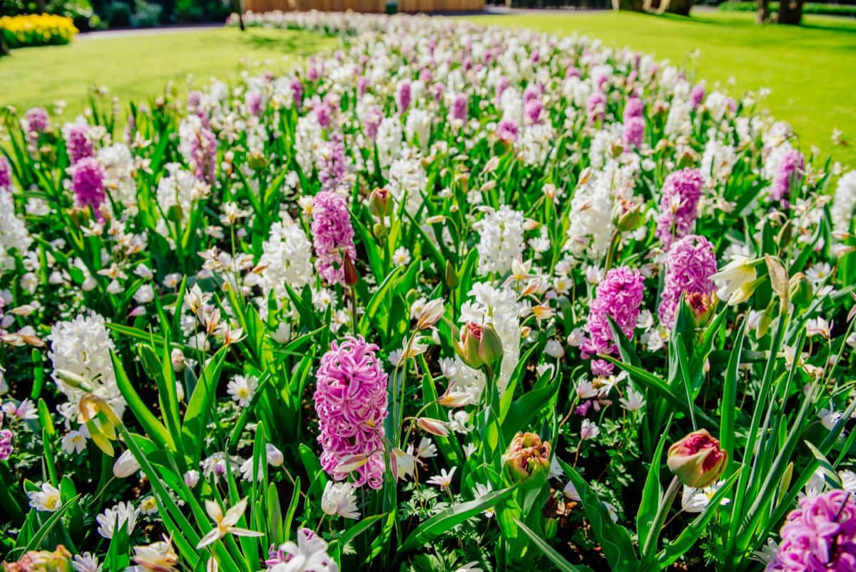 Hyacinth Gardening
