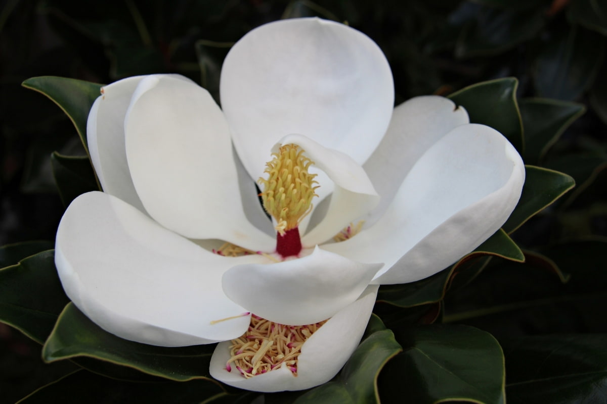 Best Fertilizer for Magnolia