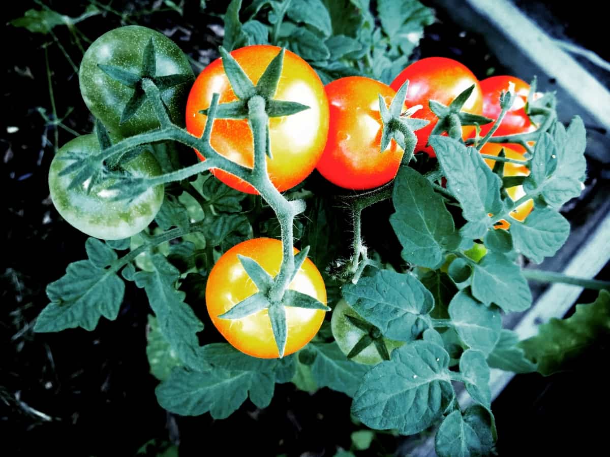 Tomato Plants in the Garden