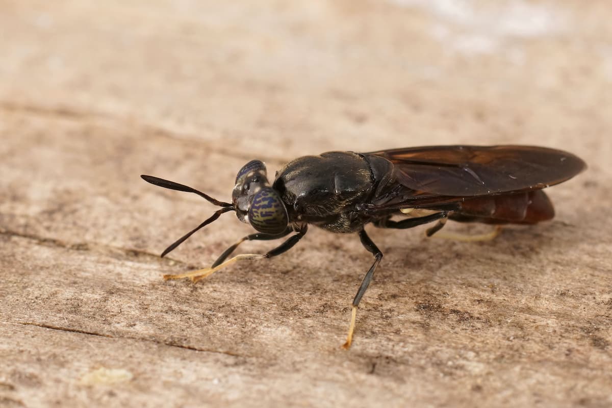 Black Soldier Fly Converts Organic Waste Into Animal Feed