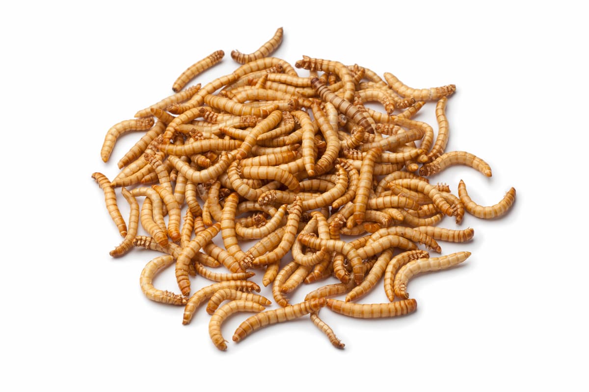 Dried Mealworm Larva
