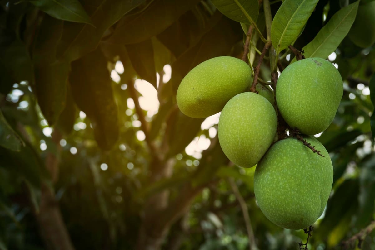 Bombay Green Mango Farming