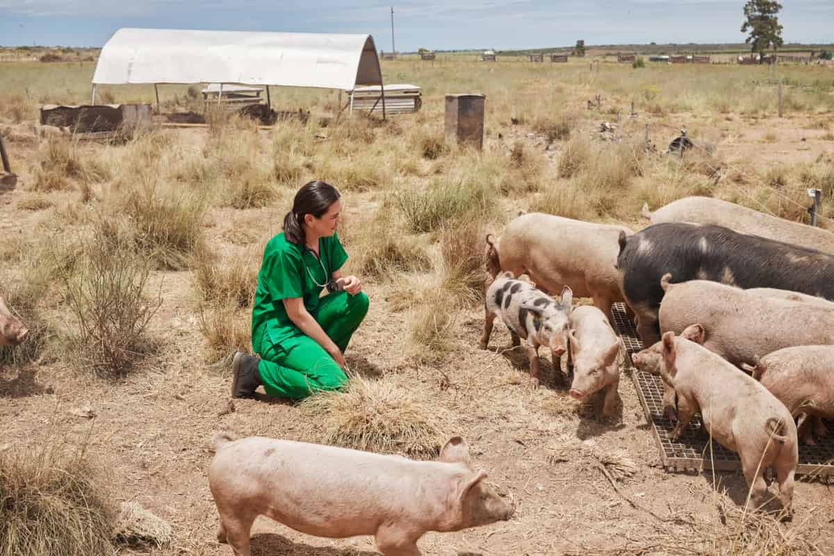Female Veterinarian on a Farm with Pigs
