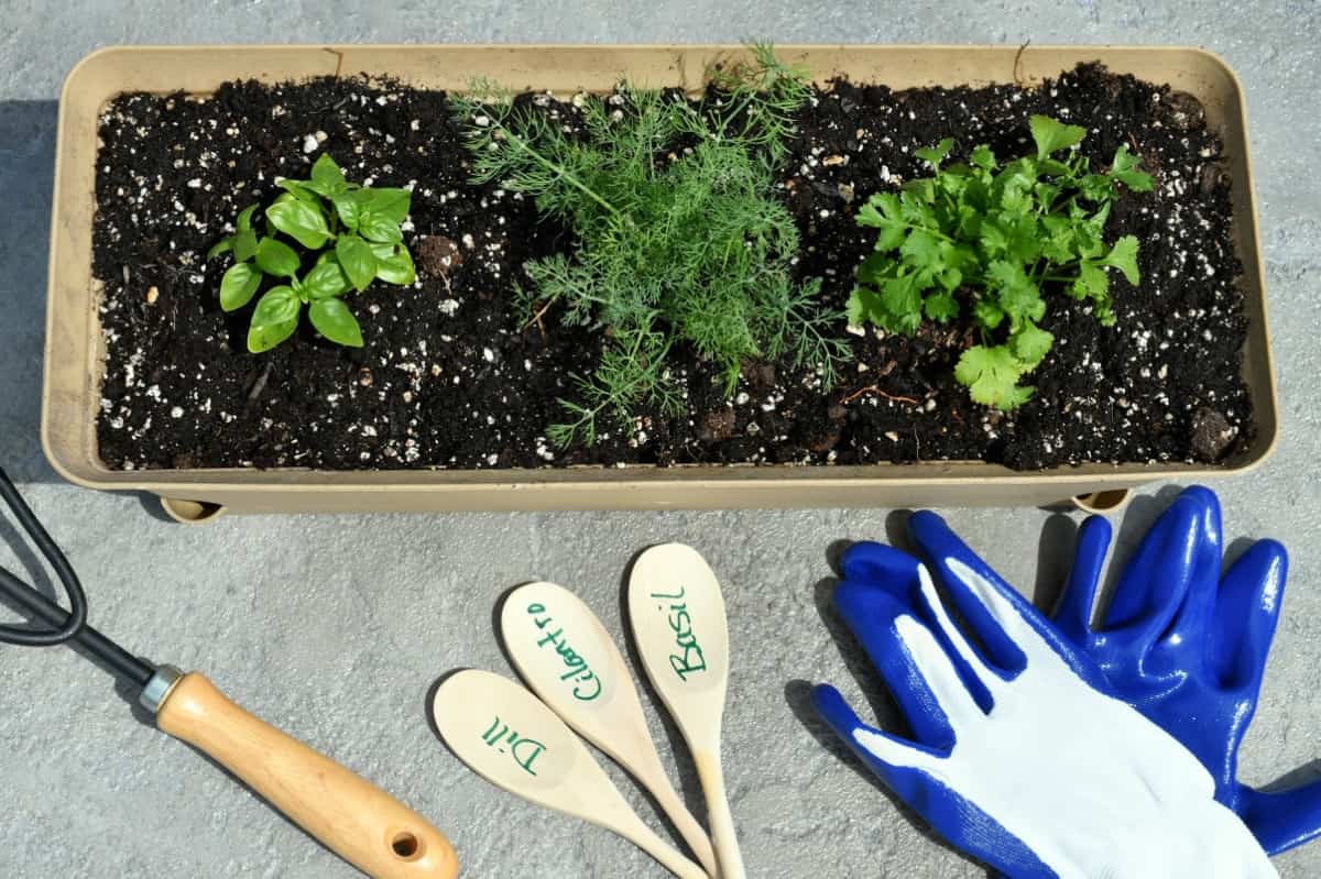 Companion Planting in Container Gardening